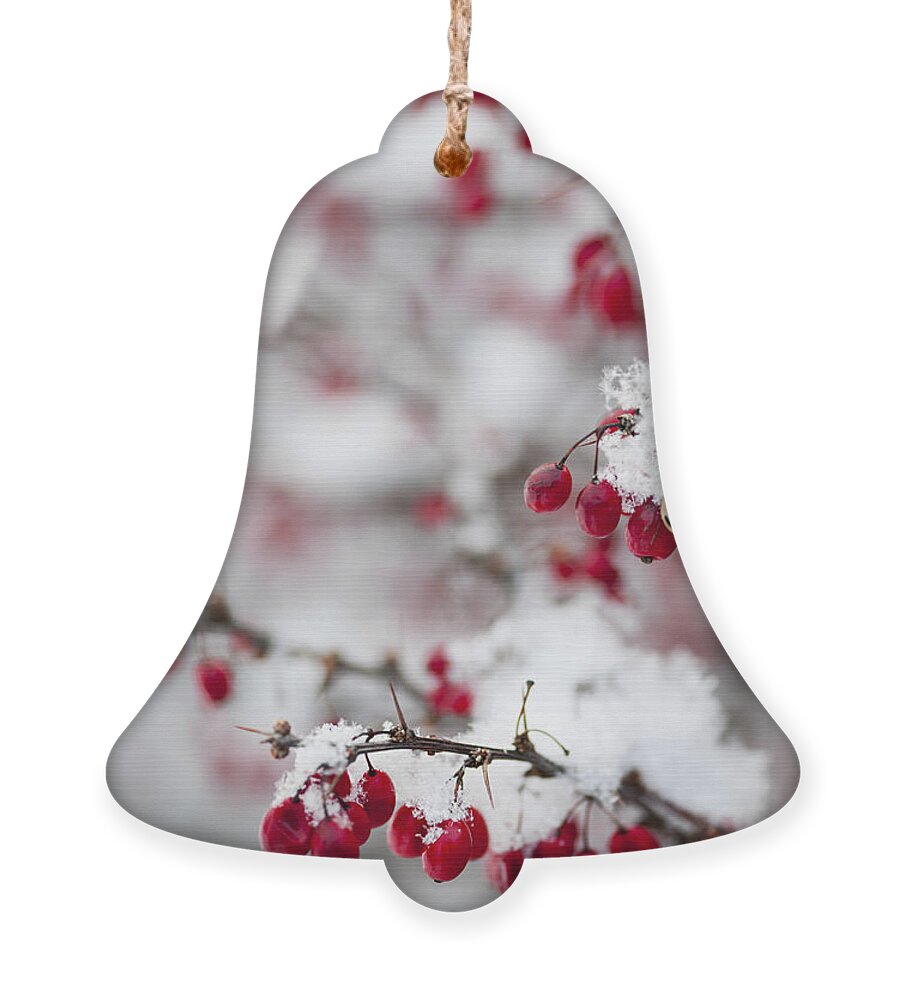 Berries Ornament featuring the photograph Red winter berries under snow 2 by Elena Elisseeva