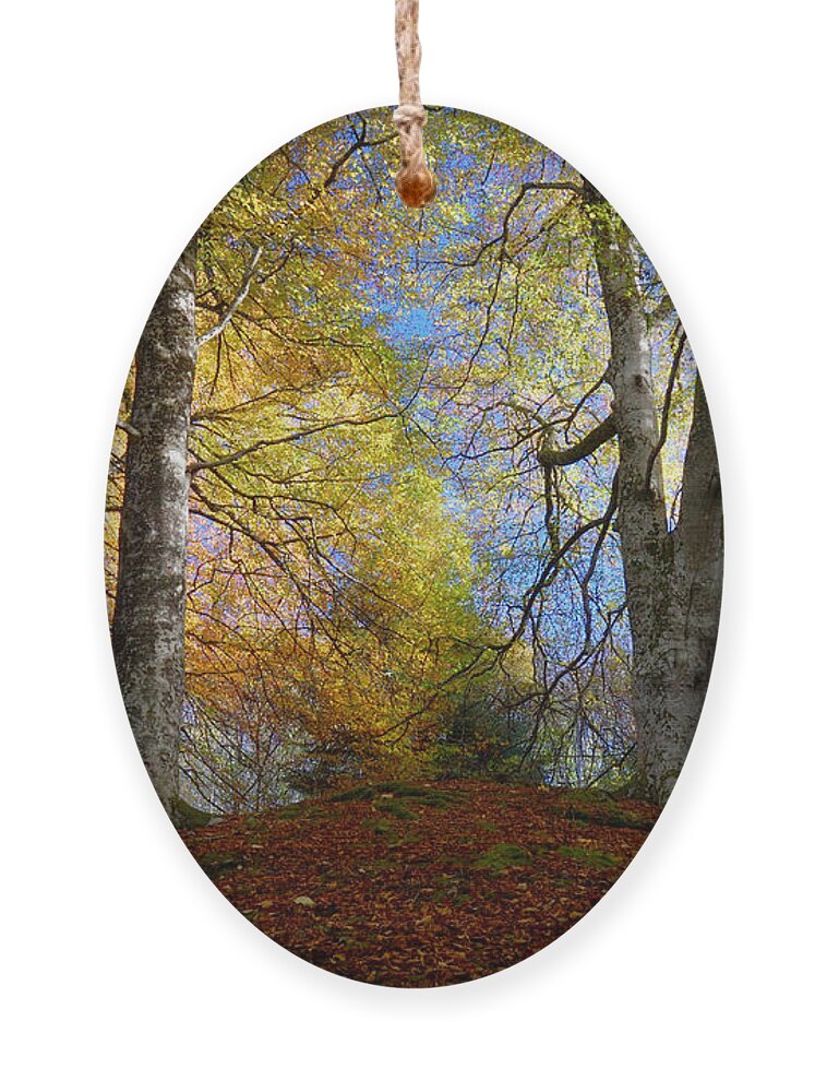 Reelig Forest Walk Ornament featuring the photograph Reelig Forest by Gavin Macrae