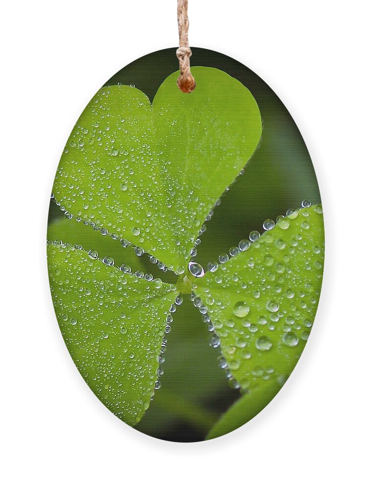 Clover Ornament featuring the photograph Refreshing by Kerri Farley