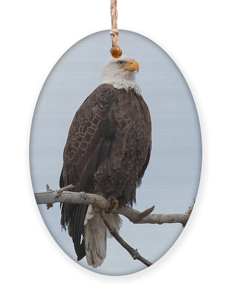 Eagle Ornament featuring the photograph Regal Bald Eagle by Tony Hake