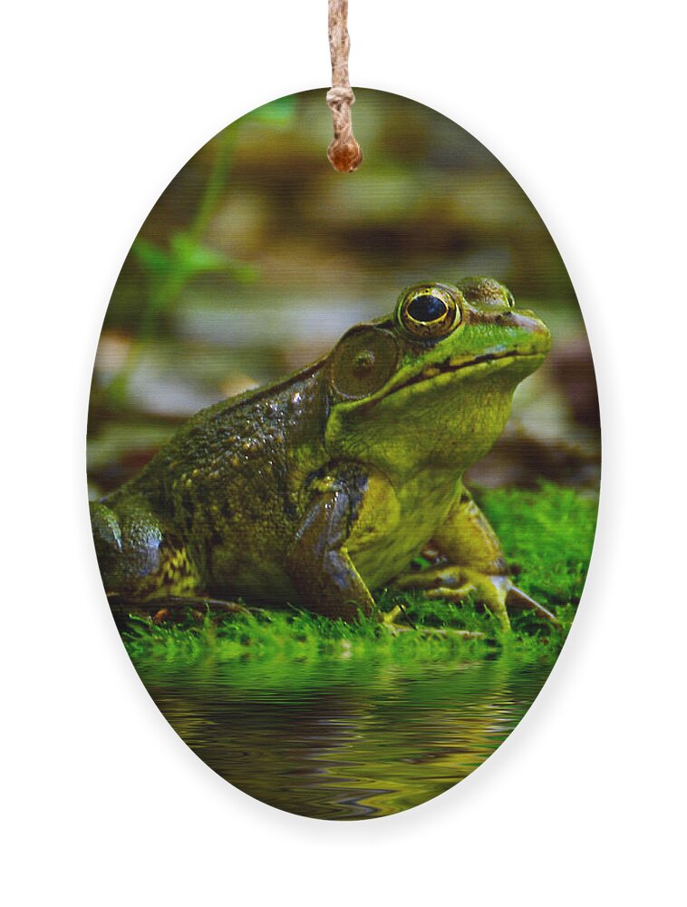 Frog Ornament featuring the photograph Resting In The Shade by Kathy Baccari