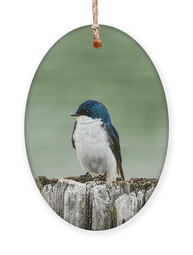 Bird Ornament featuring the photograph Resting Swallow by Jai Johnson