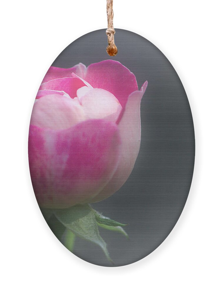 Rose Ornament featuring the photograph Rose and Bud by Jeremy Hayden