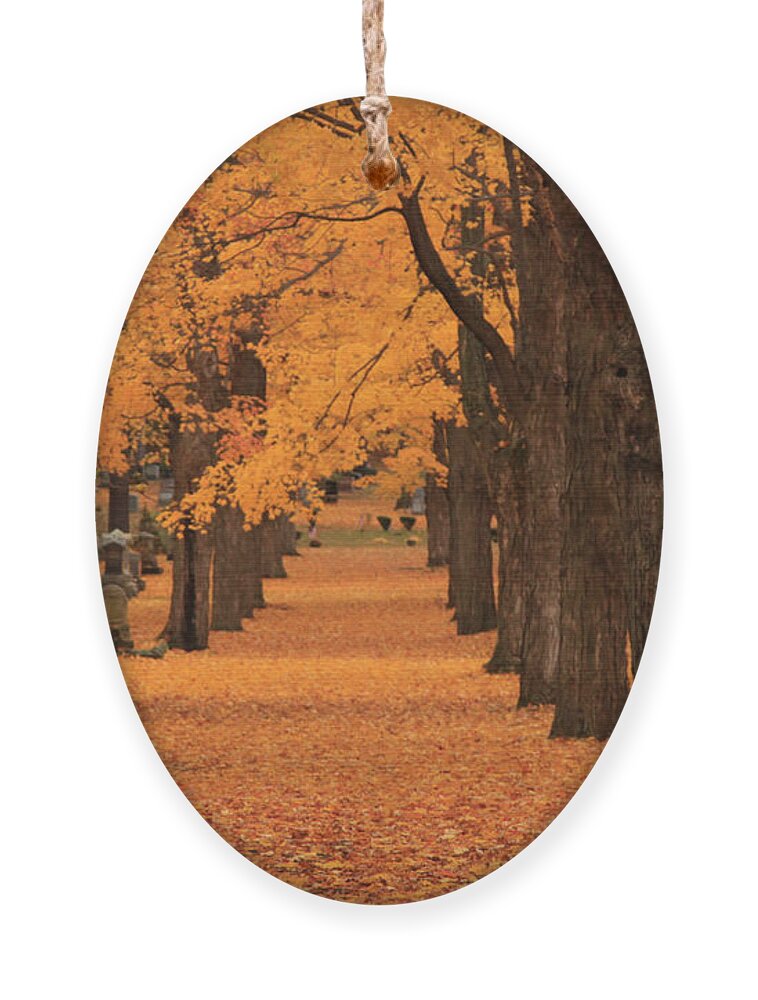 Autumn Foliage New England Ornament featuring the photograph Rows of Maples in orange by Jeff Folger