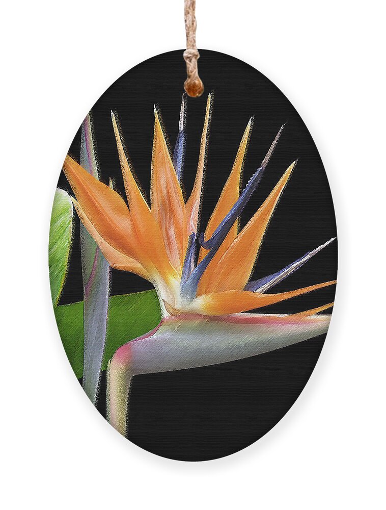 Tropical Flower Ornament featuring the photograph Royal Beauty I - Bird Of Paradise by Ben and Raisa Gertsberg