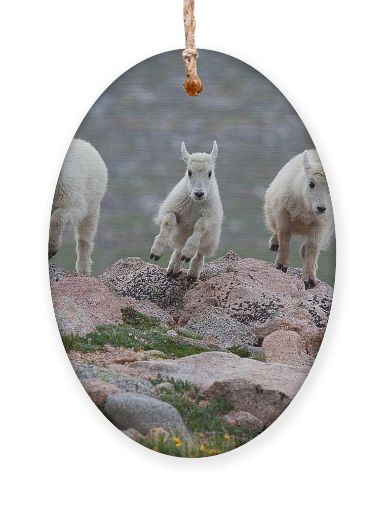 Mountain Goats; Posing; Group Photo; Baby Goat; Nature; Colorado; Crowd; Baby Goat; Mountain Goat Baby; Happy; Joy; Nature; Brothers Ornament featuring the photograph Running Scared by Jim Garrison