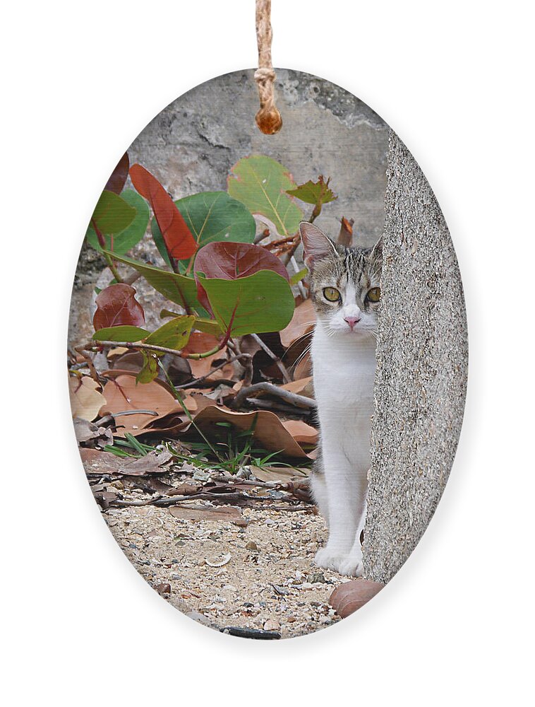 Ichard Reeve Ornament featuring the photograph San Juan - Colonial Cat by Richard Reeve