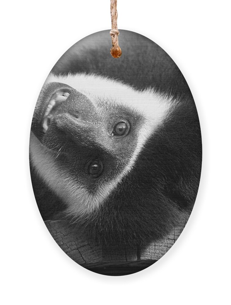 Colobus Ornament featuring the photograph Say Cheese by Jayne Carney