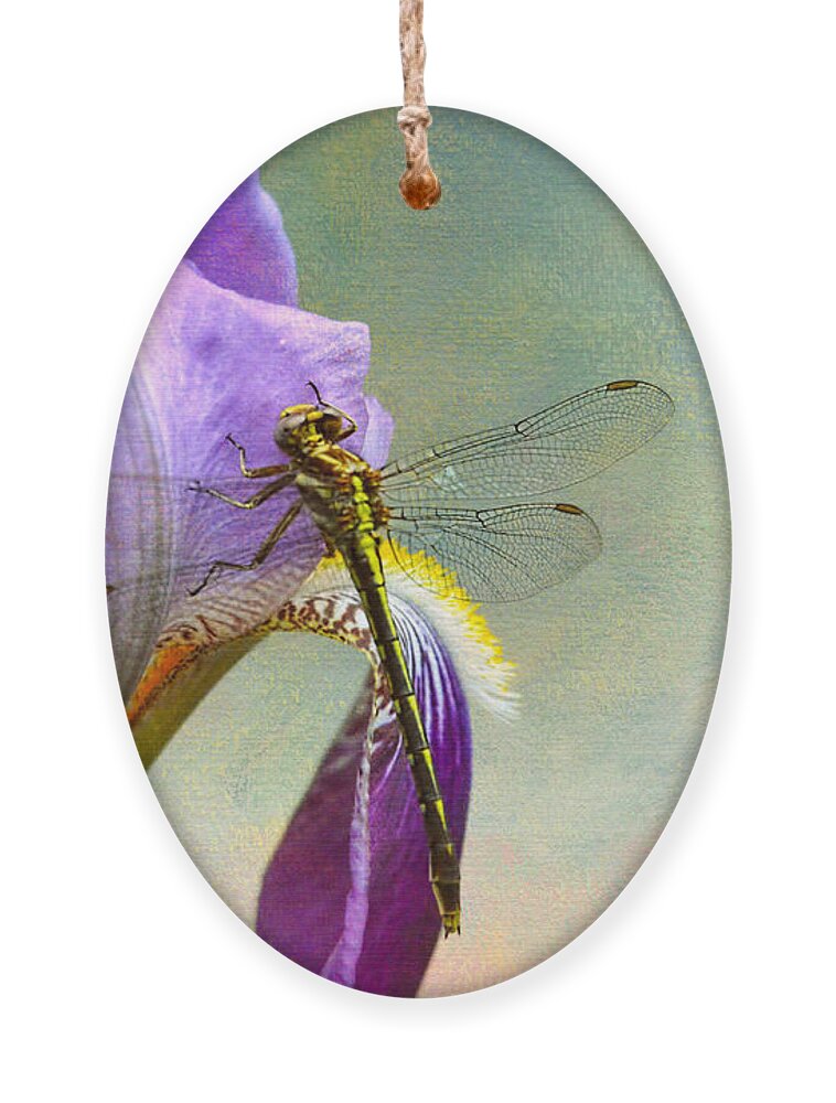 Iris Germanica Ornament featuring the photograph Say Hello To Spring by Jai Johnson