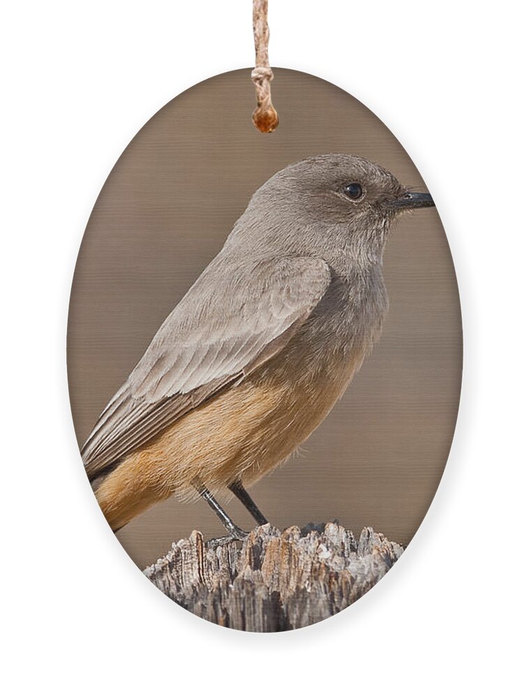 Animal Ornament featuring the photograph Say's Phoebe on a Fence Post by Jeff Goulden