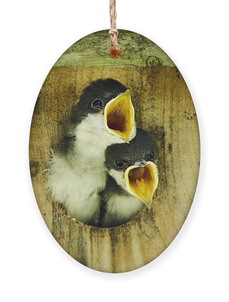 Bird Ornament featuring the photograph Baby Birds Screaming Hungry by Christina Rollo