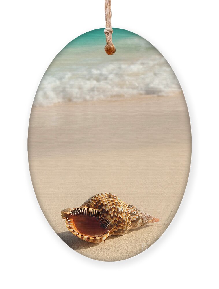 Seashell Ornament featuring the photograph Seashell and ocean wave 4 by Elena Elisseeva