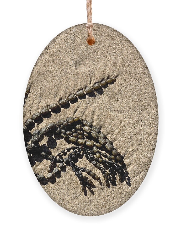 Seaweed Ornament featuring the photograph Seaweed on beach by Steven Ralser