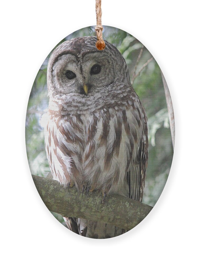 Owl Ornament featuring the photograph Security Cam by Randy Hall
