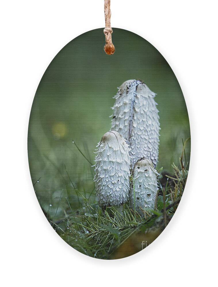 Mushroom Ornament featuring the photograph Shaggy Cap Mushroom No 2 by Belinda Greb