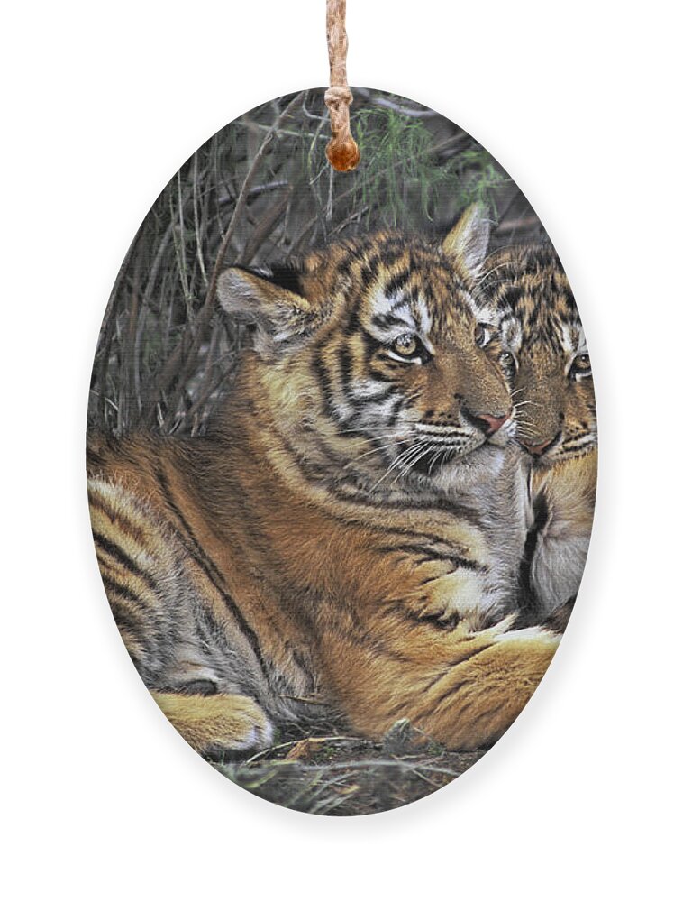 Siberian Tiger Ornament featuring the photograph Siberian Tiger Cubs Endangered Species Wildlife Rescue by Dave Welling