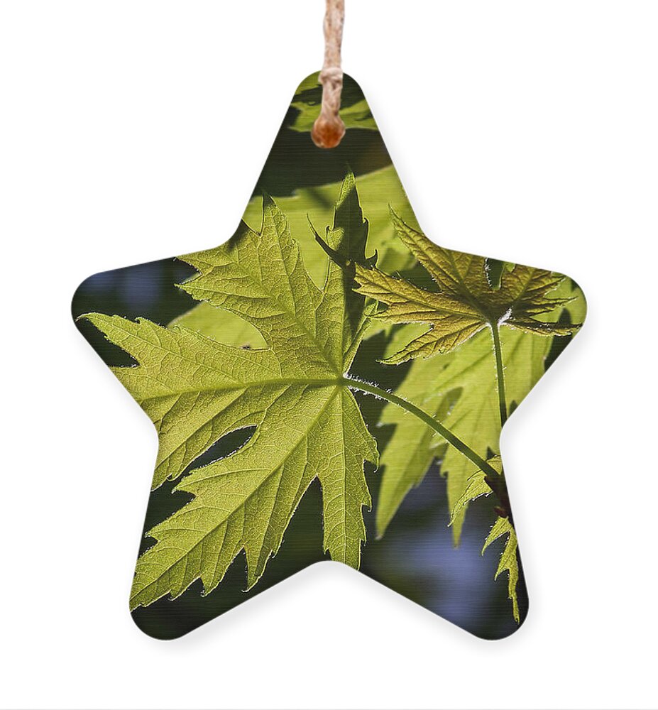 Colorful Ornament featuring the photograph Silver Maple by Ernest Echols