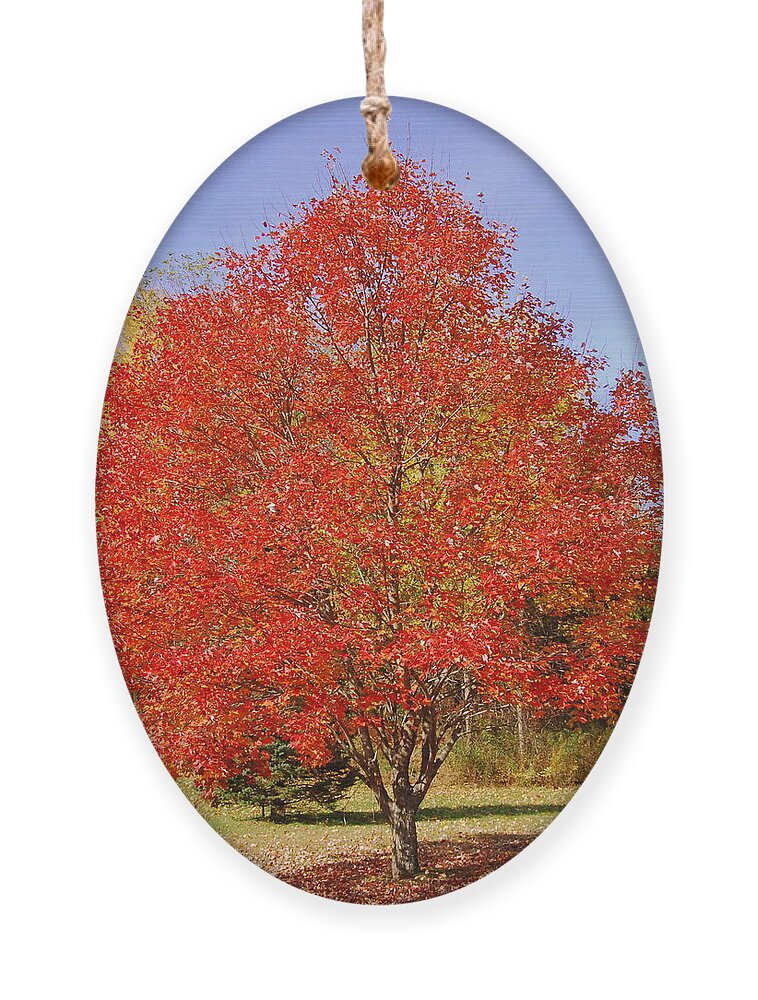 Single Tree Ornament featuring the photograph Single Tree by Eunice Miller