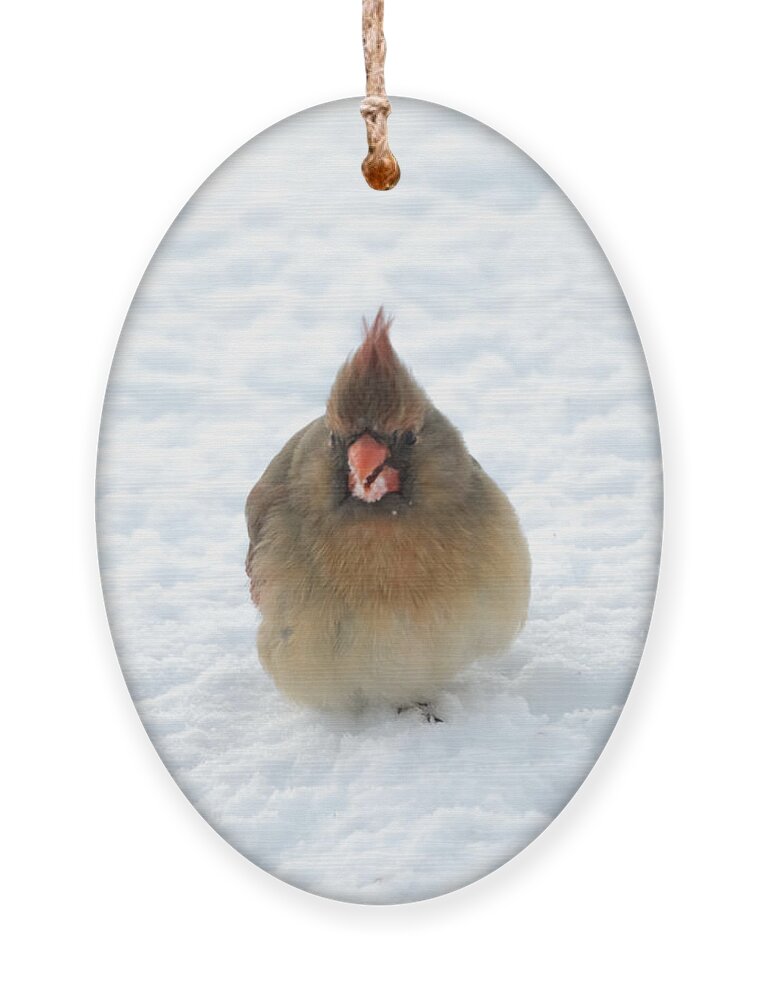 Cardinal Ornament featuring the photograph Snow Beard by Holden The Moment