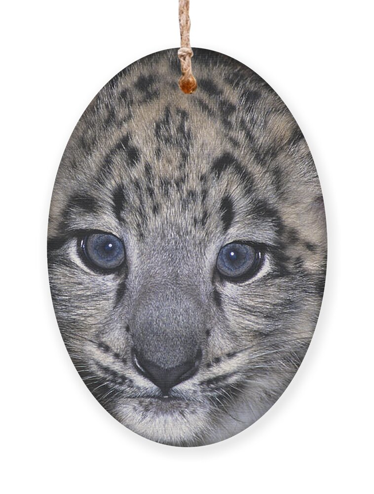 Asia Ornament featuring the photograph Snow Leopard Cub ENDANGERED by Dave Welling