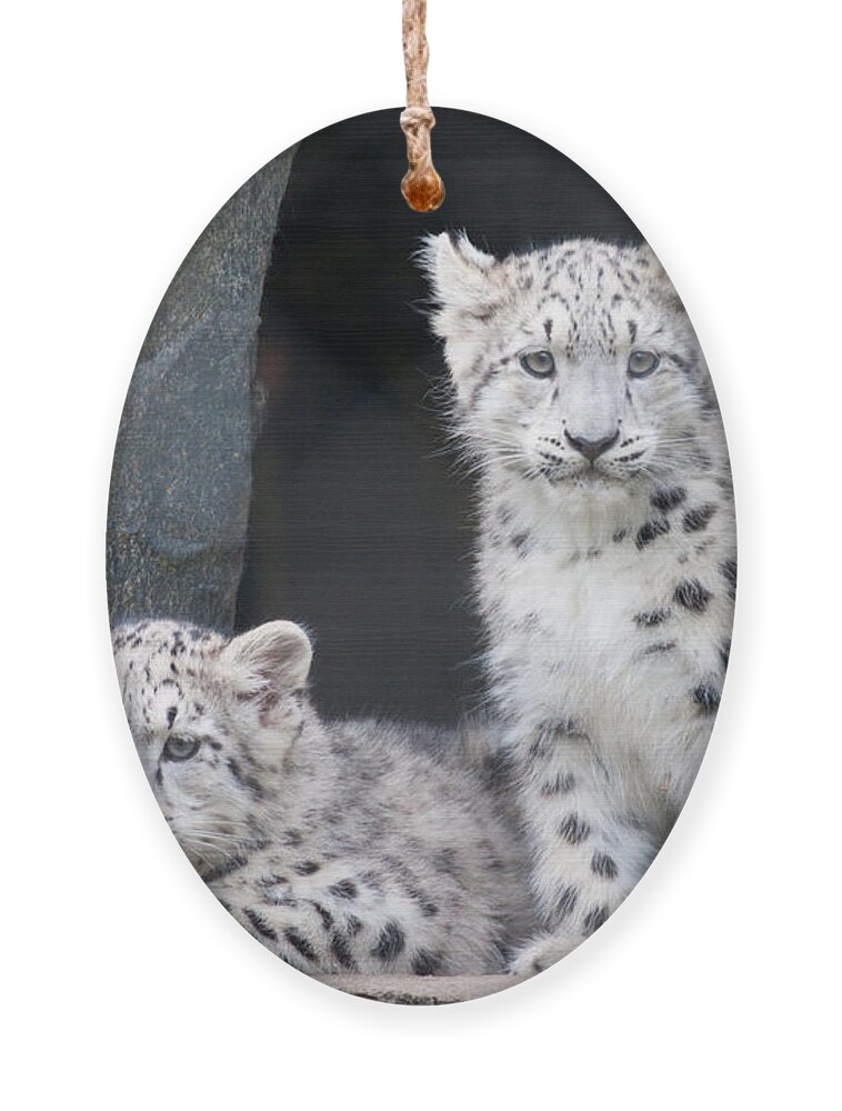 Animal Ornament featuring the photograph Snow Leopard Cubs by Chris Boulton