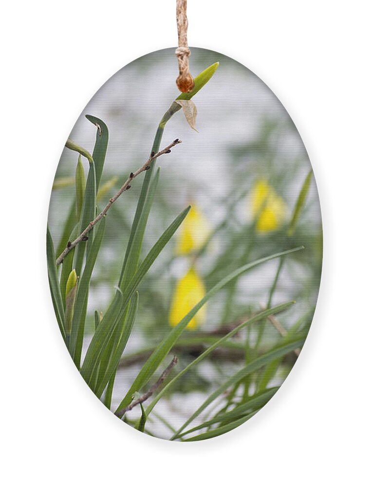 Daffodils Ornament featuring the photograph Snowy Daffodils by Spikey Mouse Photography
