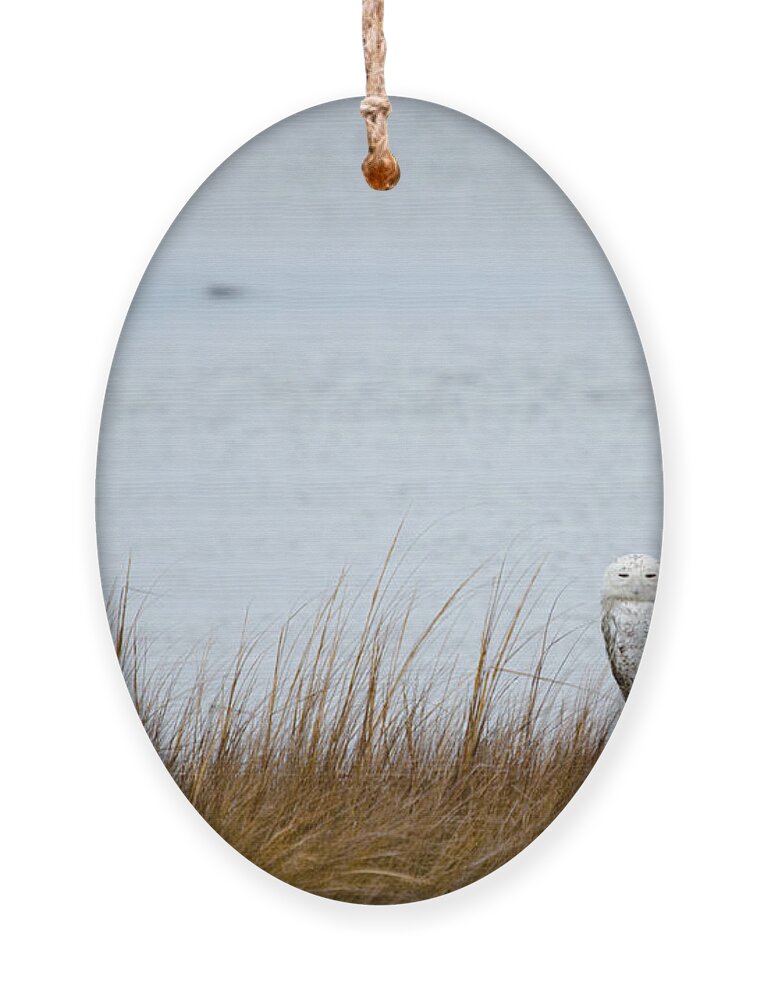 Snowy Owl Ornament featuring the photograph Snowy Owl by Crystal Wightman