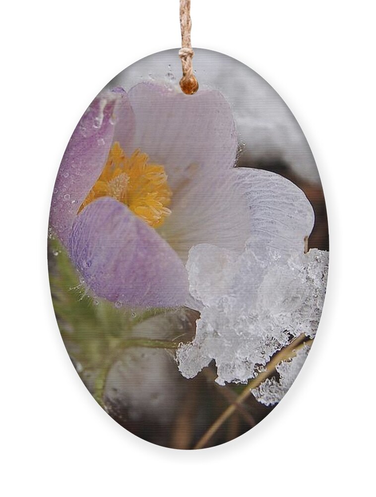 Dakota Ornament featuring the photograph Snowy Pasqueflower by Greni Graph