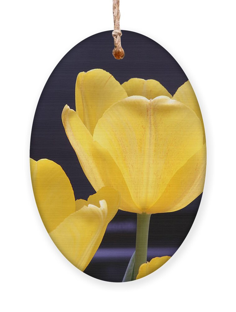 Yellow Ornament featuring the photograph Soaking in the Sun by Jayne Carney