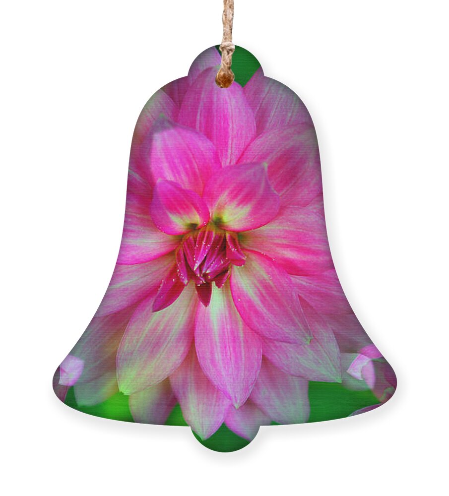 Dahlia Ornament featuring the photograph Soft Pink Endless Dahlia by Judy Palkimas