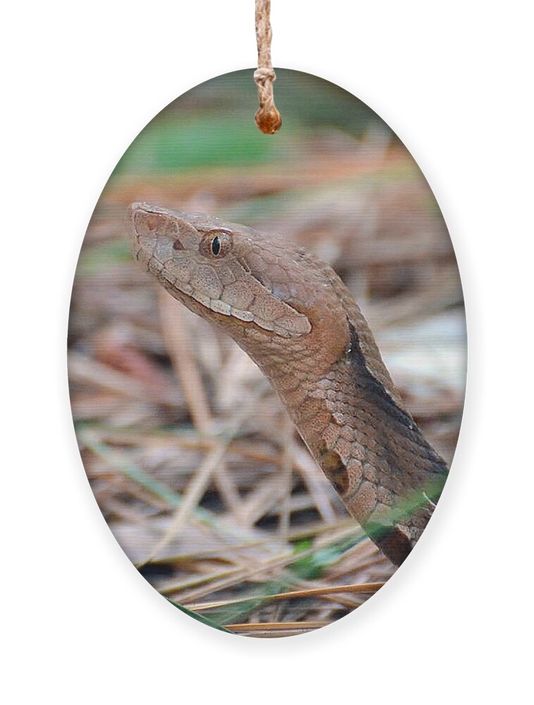 Snake Ornament featuring the photograph Southern Copperhead by Kathy Baccari