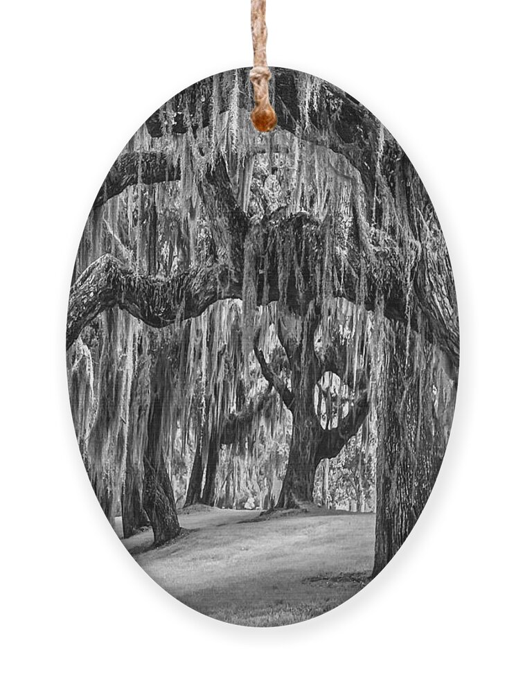 Clouds Ornament featuring the photograph Spanish Moss in Black and White by Debra and Dave Vanderlaan
