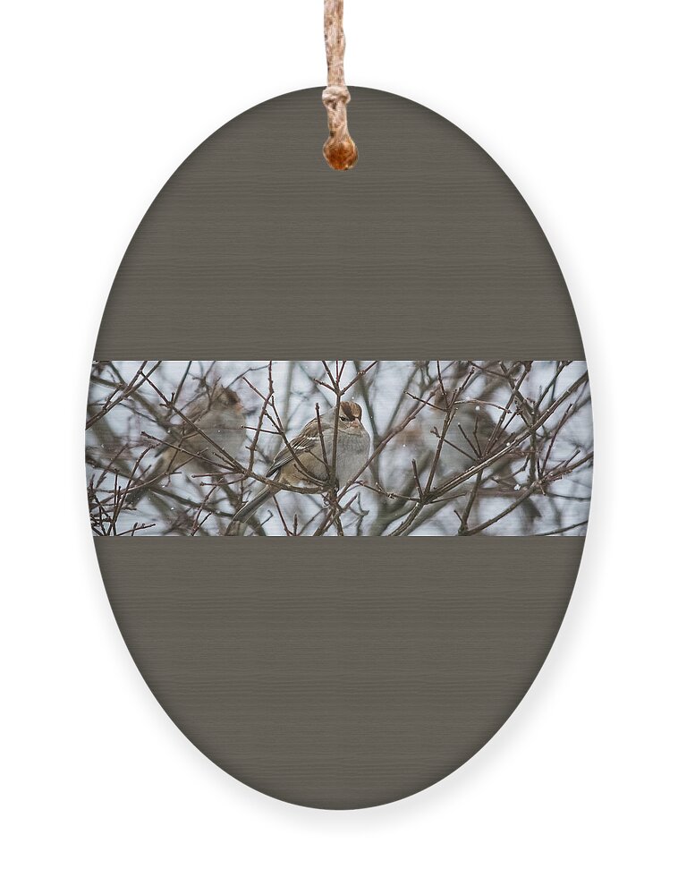 Sparrow Ornament featuring the photograph Sparrows in the Winter by Holden The Moment