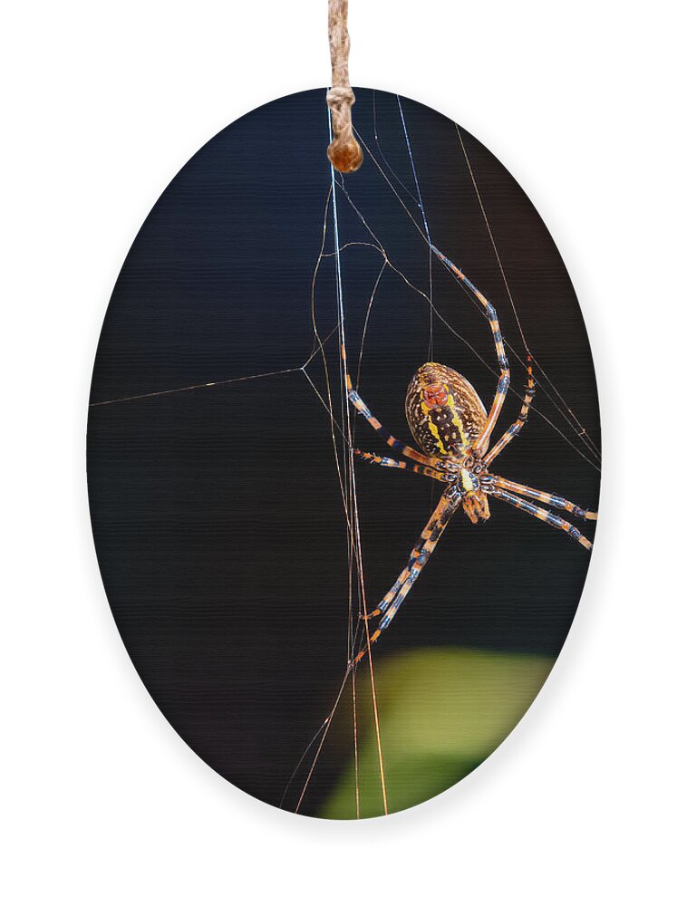 Spider Ornament featuring the photograph Spider by Christopher Holmes