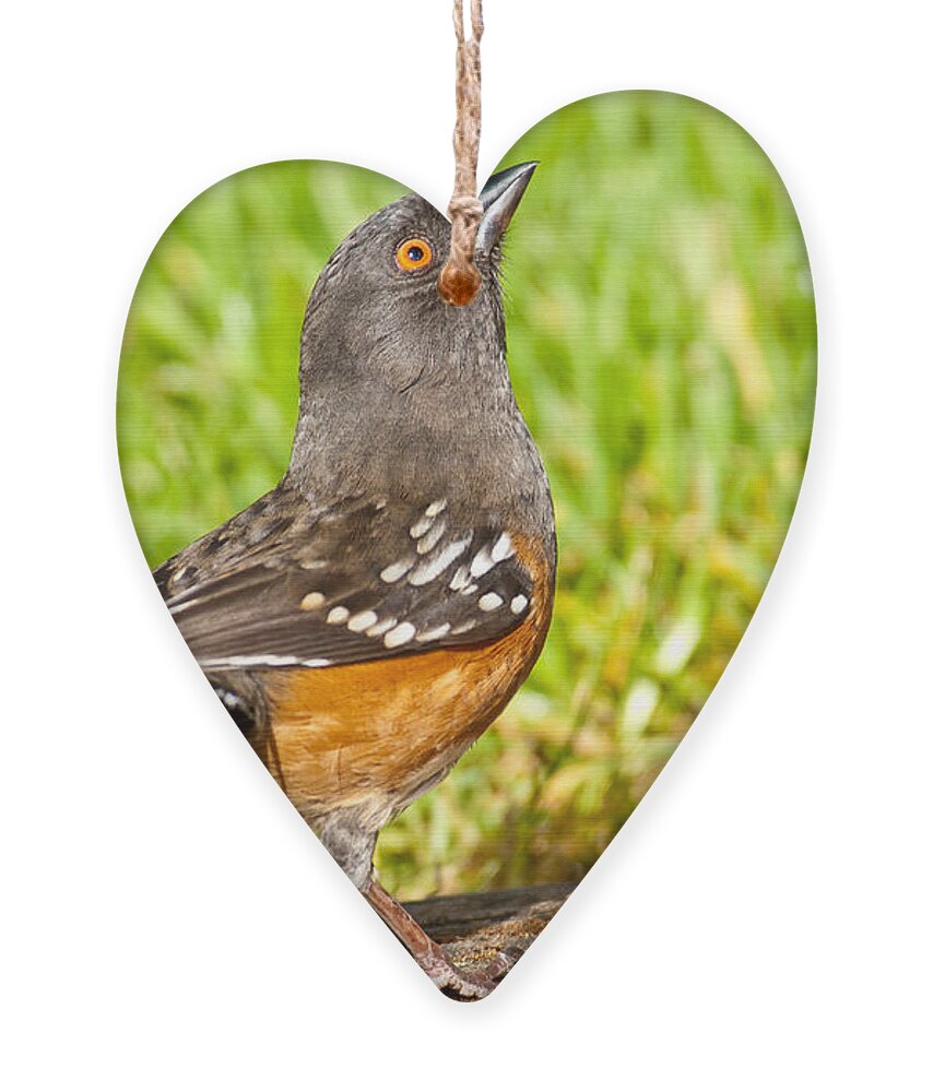 Animal Ornament featuring the photograph Spotted Towhee Looking Up by Jeff Goulden