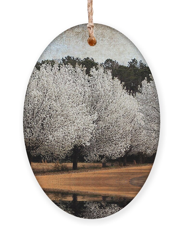 Flowers Ornament featuring the photograph Spring Pear Blossoms by Kathy Baccari