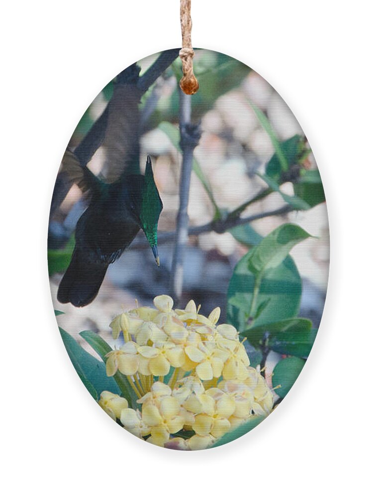 St. Lucia Ornament featuring the photograph St. Lucian Hummingbird by Laurel Best