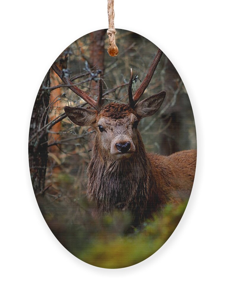 Stag In The Woods Ornament featuring the photograph Stag in the woods by Gavin Macrae