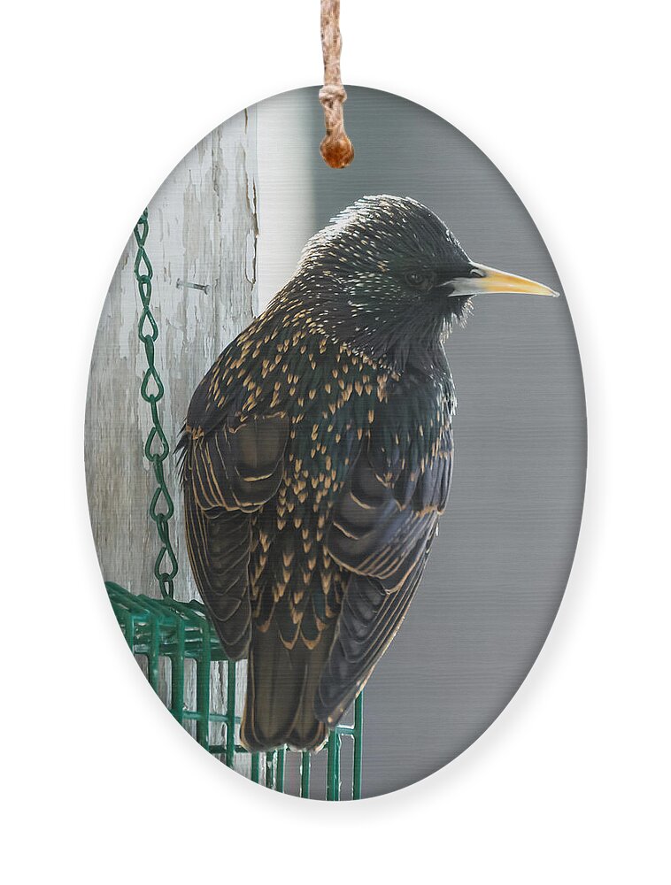 Starling Ornament featuring the photograph Starling by Holden The Moment
