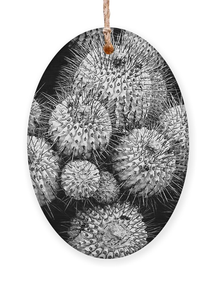 Cacti Ornament featuring the photograph Study in Spines 1 by James Brunker