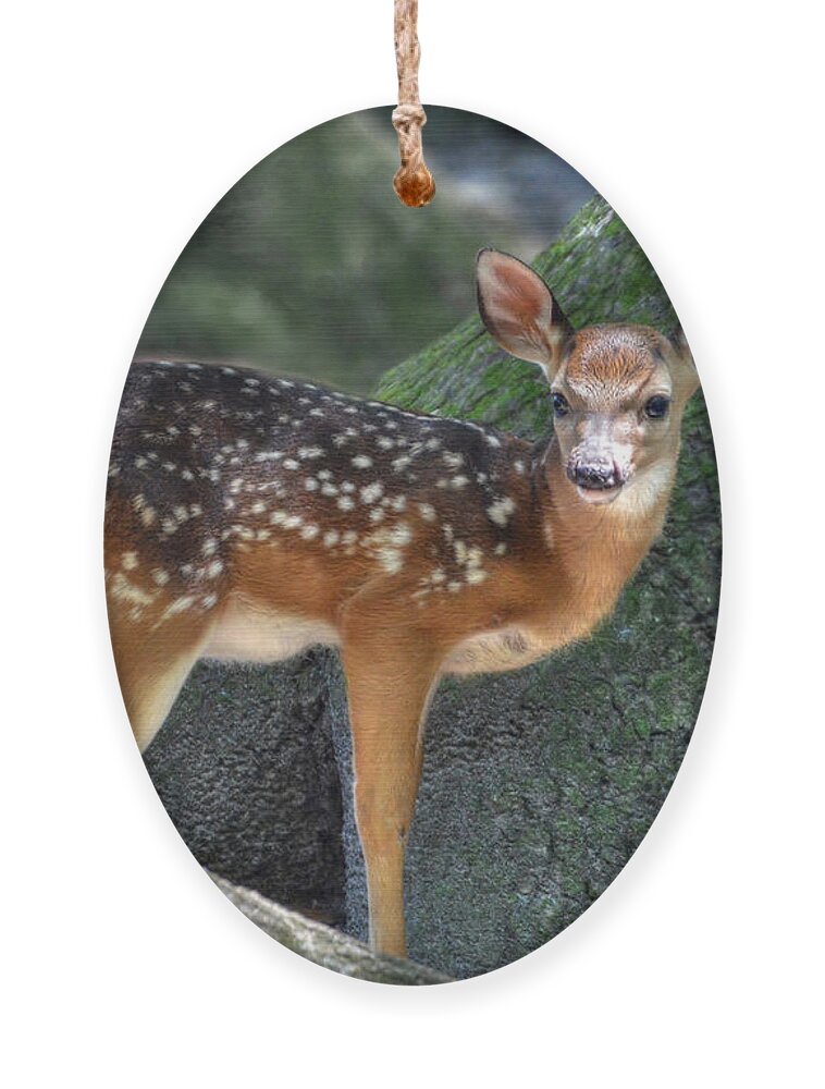 Deer Ornament featuring the photograph Such A Deer by Kathy Baccari