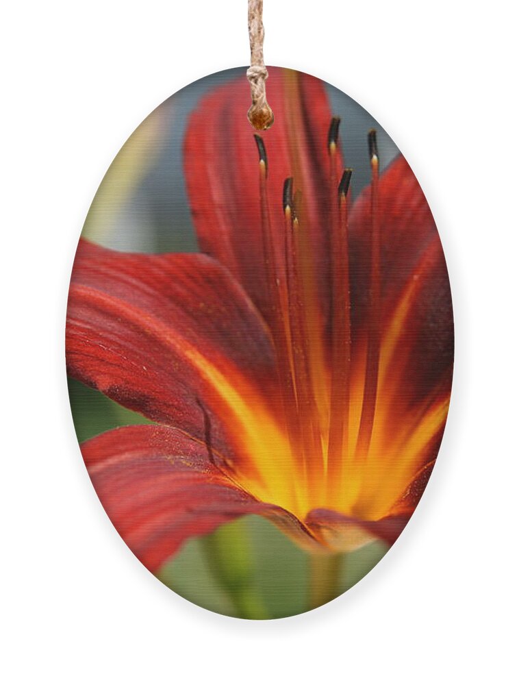 Lilies Ornament featuring the photograph Sunburst Lily by Neal Eslinger