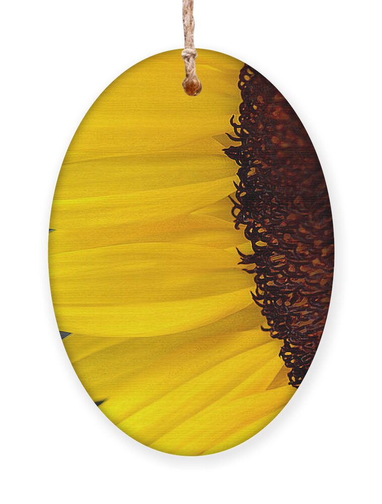 Sunflower Ornament featuring the photograph Sunflower Beauty by Sandi OReilly