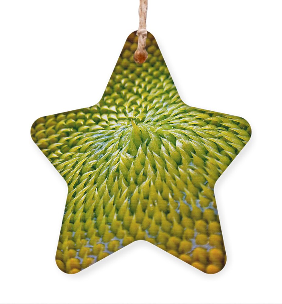 Sunflower Ornament featuring the photograph Sunflower by Christina Rollo