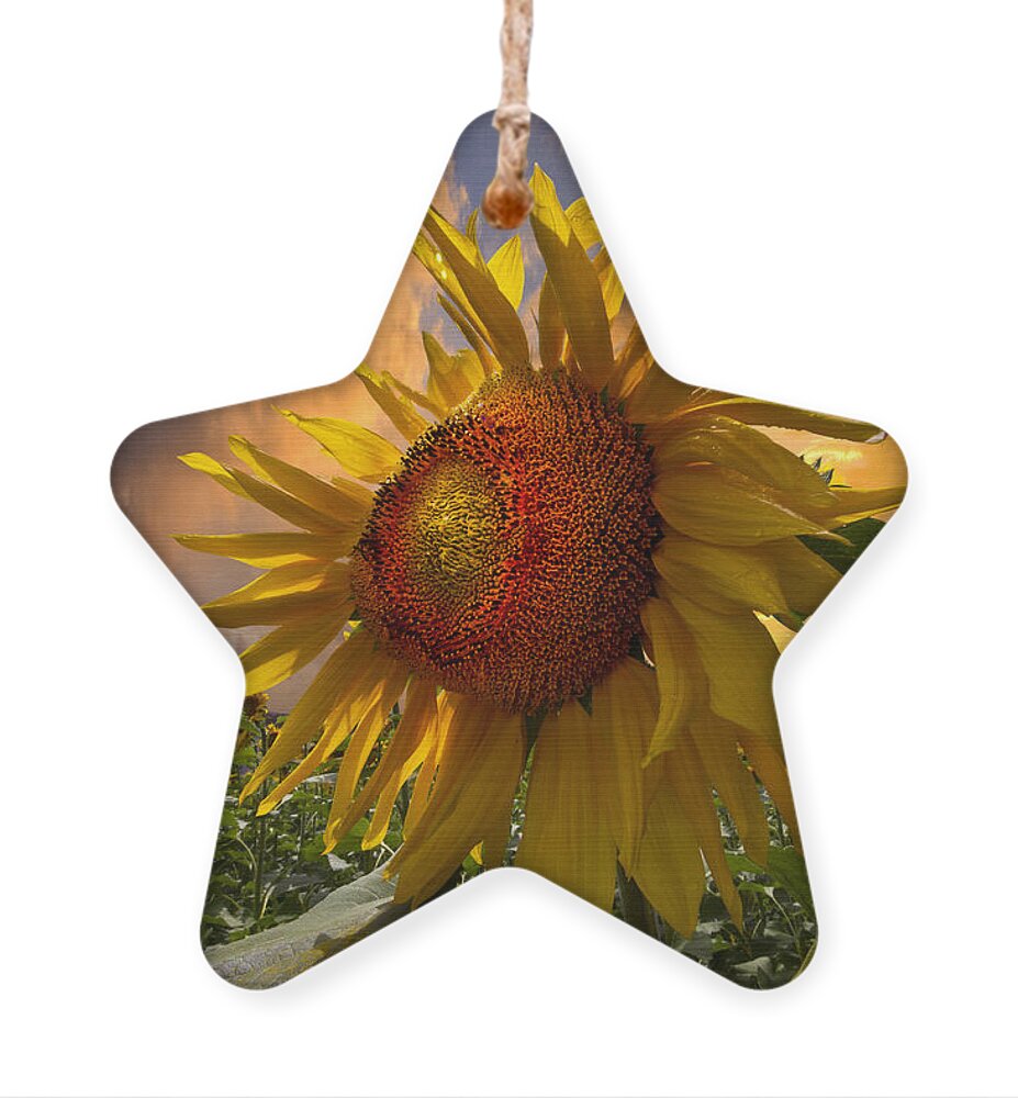 Appalachia Ornament featuring the photograph Sunflower Dawn by Debra and Dave Vanderlaan