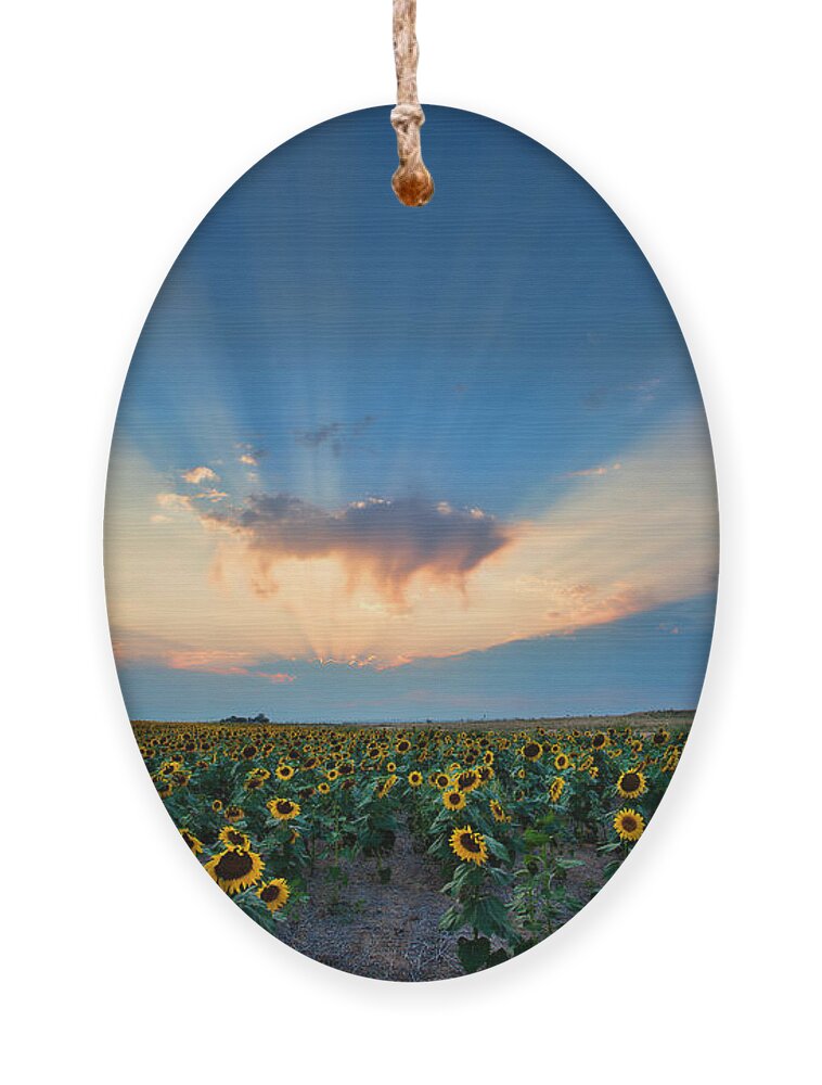 Flowers Ornament featuring the photograph Sunflower Field at Sunset by Jim Garrison