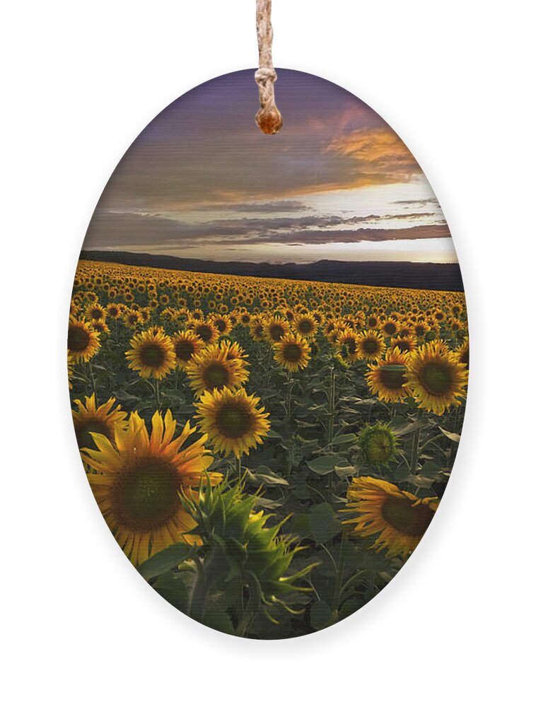 Austria Ornament featuring the photograph Sunflower Sunset by Debra and Dave Vanderlaan