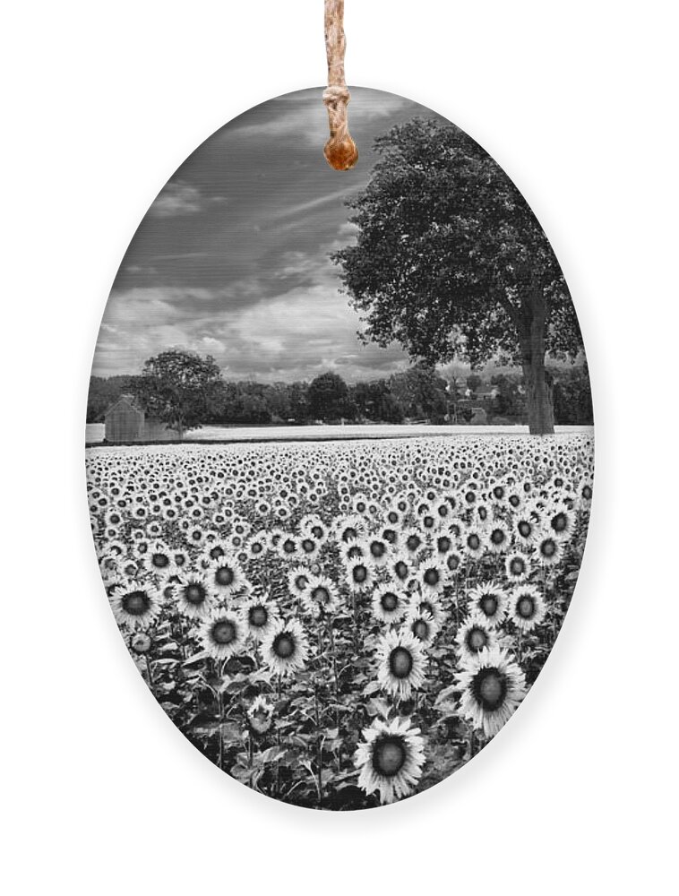 American Ornament featuring the photograph Sunflowers in Black and White by Debra and Dave Vanderlaan
