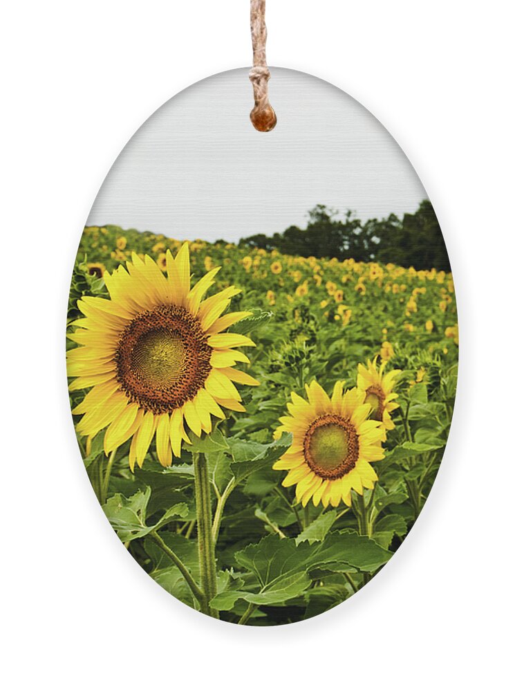 Bloom Ornament featuring the photograph Sunflowers on a Hill by Christi Kraft
