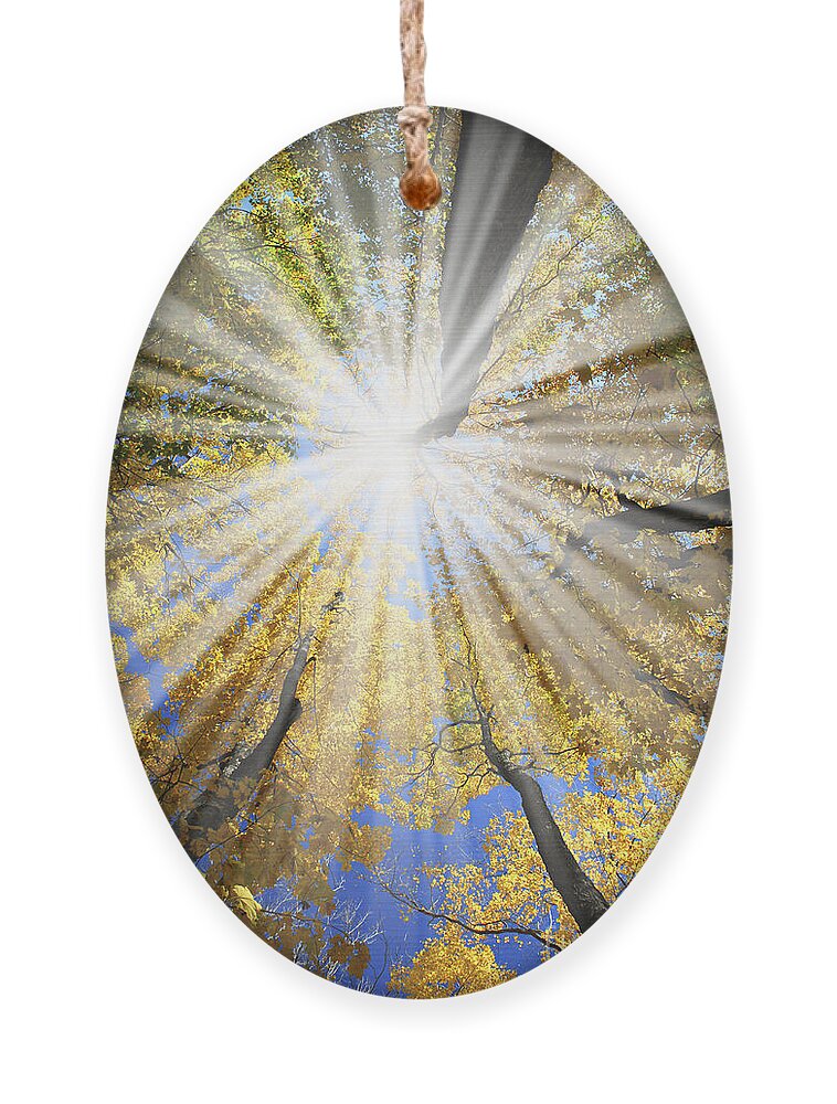 Autumn Ornament featuring the photograph Sunrays in the forest by Elena Elisseeva